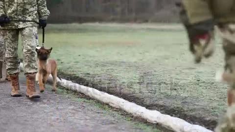 ARMY DOG CHASE THE THIEF WITH SMELL OF THIEF