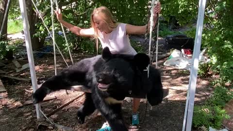 Himalayan Bear Loves His Swing