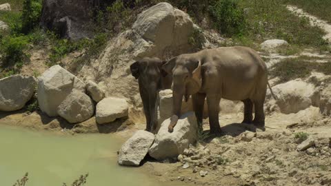 Two elephants on the banks of a river