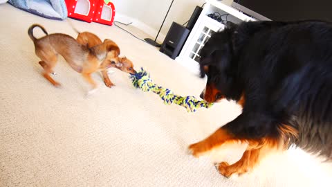 Chihuahua puppies shockingly defeat giant dog in tug-of-war