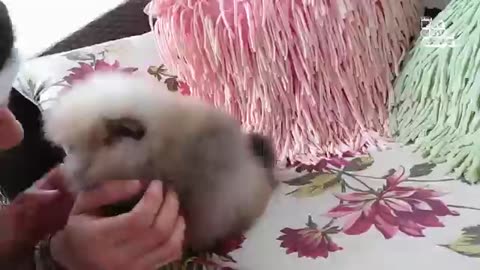 Cute animals playing