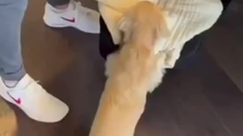 Golden retriever and baby met for the very first time 😍😍