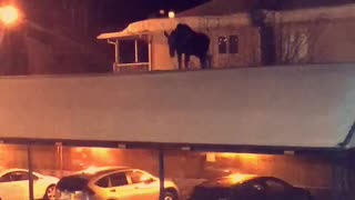 Moose on a Roof