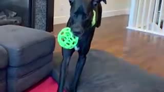 Great Dane Slo Motion - Running to Couch with BALL