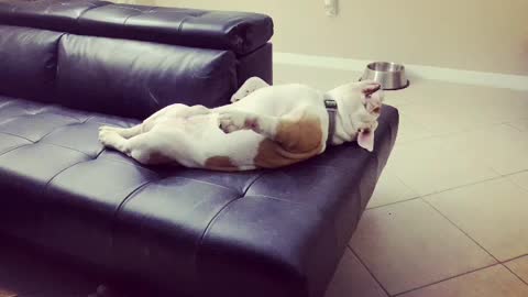 Bulldog sleeps on couch in hilarious fashion