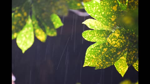 RELAXING MUSIC WITH THE SOFT RAINDROPS SOUND