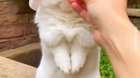 cute bunny with watermelon