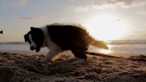 The cute dog at a beach