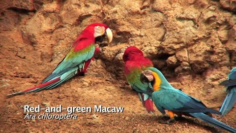Macaw Parrots claylicks of Tambopata