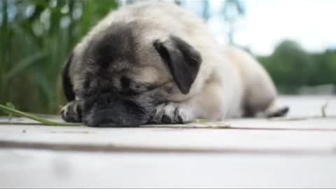 Sleep peacefully - dog reaction