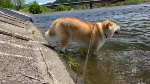 A happy Shiba On The Water #Shorts