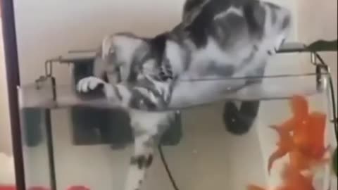 Funny Animals Videos cat