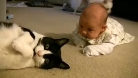 Look What Happened When a Kid & a Cat face each other