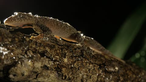 Australian gecko lizard reptile