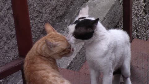 Do you know the language of cats Watch two cats speak their language