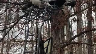 Turkeys Celebrate the End of Hunting Season