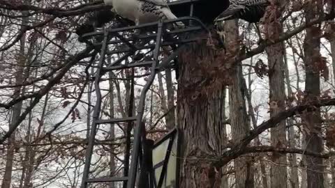 Turkeys Celebrate the End of Hunting Season