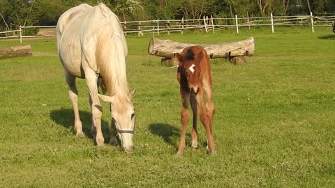 foal next to her young son in nature hopes for comfort