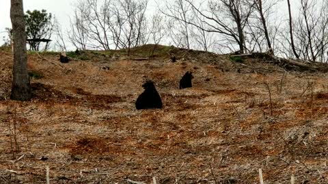 Black Bear Roughhousing