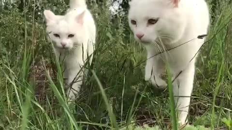 The two cats look like twins