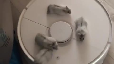 Hamsters go for ride on robot vacuum