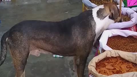 Perrito callejero que llevaba varios días sin comer conmueve al dueño de una tienda