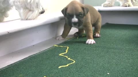 Boxer Puppies Poop