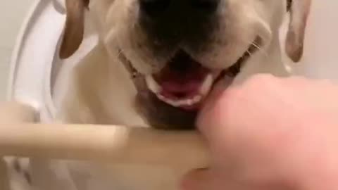 Most Amazing Smart Dog Makes Me LAUGH SO HARD