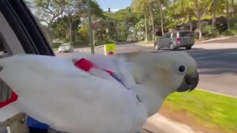 Flying a parrot In A CAR. 😊😊😊🦜