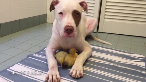 Rescue puppy watches over his foster ducklings