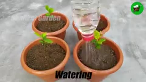 How to grow 🪴 lemon from seeds