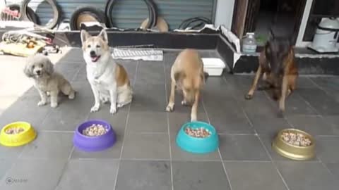 WATCHED Genius pets unbelievable outsmart their owners.