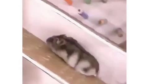 Watch This Hamster Go!