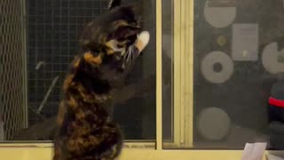 CAT TRYING TO CATCH A MOTH