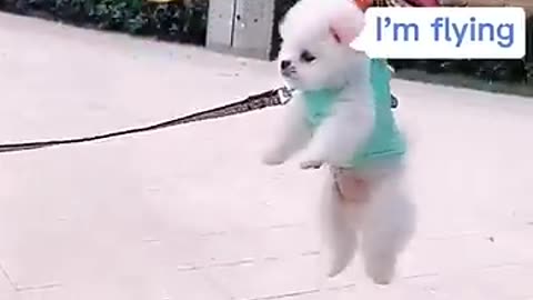 Cute baby puppy video