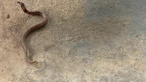 Dog Isn't Backing Down from Snake