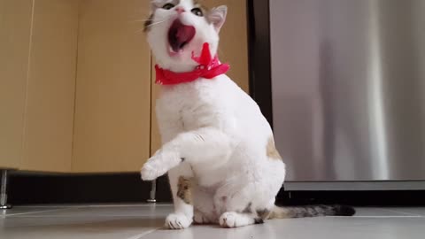 funny Cat self-cleaning