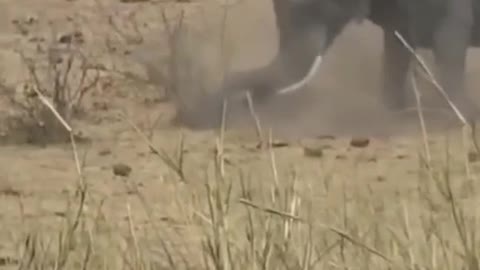 Elephants have a crazy day, too