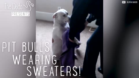 Pit Bulls Wearing Sweaters