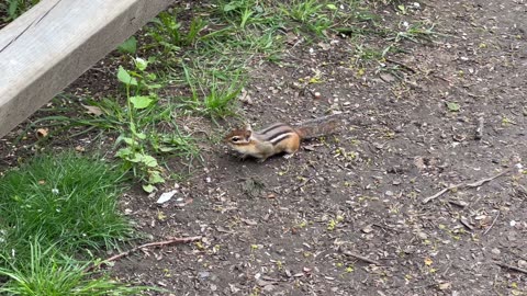 Chipmunk with Cardinal singing in the background