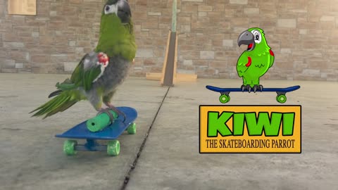 Kiwi, The Skateboarding Parrot - Experience Montage