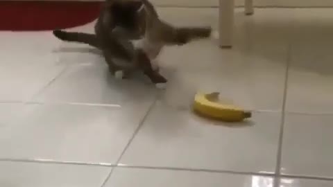 Crazy cat vs Banana 🍌🤔