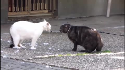 The grudge between white and black cats