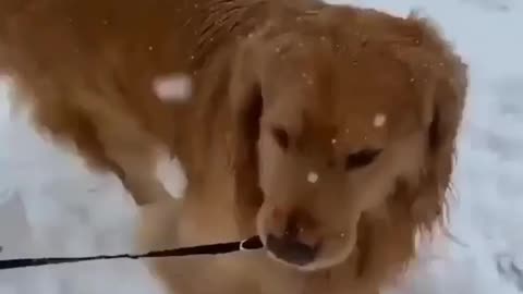 Dog mum and baby in snow video 2021