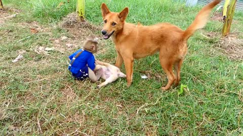 Mono y cachorro jugando