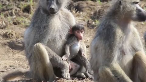 Baboon Baby Copyright Free Animal Videos