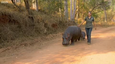 Two Orphan Hippos Being Hand Raised | BBC Earth