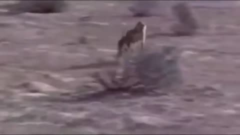 OSTRICH Chases Savage Predators To Protect CUTE CHICKS