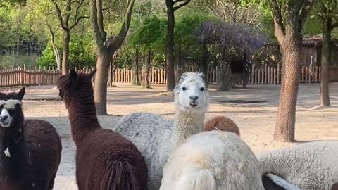 alpaca