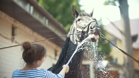Happy young woman splashing water on black horse outdoors